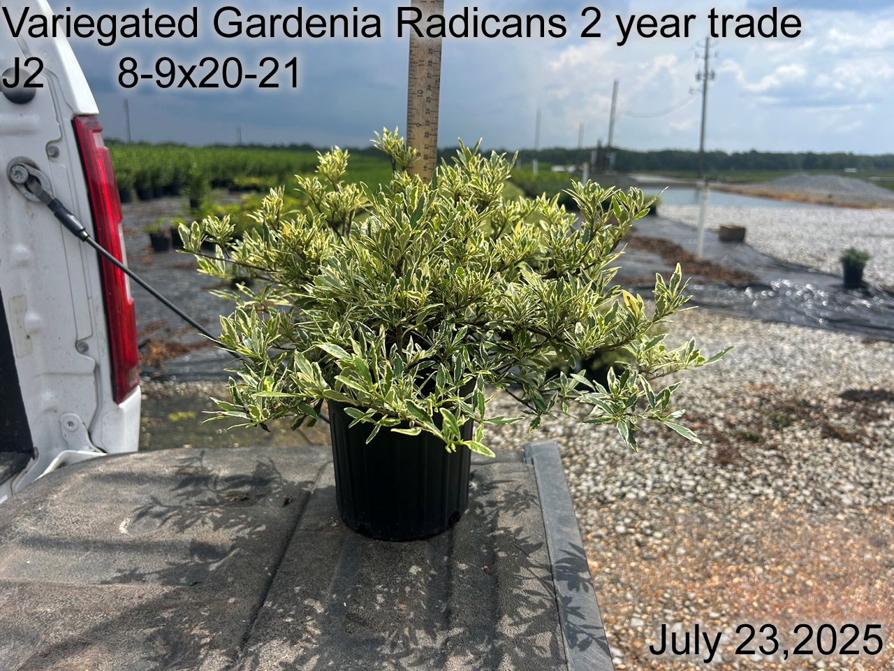 gallery/vgrad2yt j2 july25.jpg